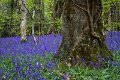 Bluebells and wild garlic in Rossmore Forest Park - May 2017 (30)